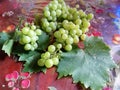 Begining of the grape harvest chardonnay grapes