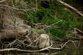 Beginning in autumn through the Danube river forests 2