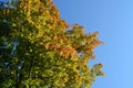 The beginning of autumn. Maple tree branches with green and orange leaves against clear blue sky. Beautiful image Royalty Free Stock Photo
