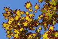 Colors of autumn in a landscape. Colored leaves in sunlight and blue sky in background