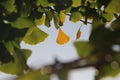 Beginning of autumn winter is coming leaf yellow brown alone on green leaf