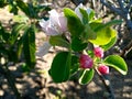 Beginning of blooming at apple trees orchard Royalty Free Stock Photo
