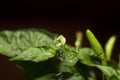 Peppers that are starting to bloom