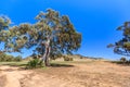 Burra Creek Gorge also known as Worlds End Gorge with mighty river red gums Royalty Free Stock Photo