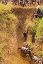 The beginning of crossing on Mara River. Masai Mara, Africa Royalty Free Stock Photo