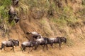 The beginning of crossing. Masai Mara, Africa Royalty Free Stock Photo