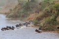 The beginning of crossing wildebeest on the Mara River. Kenya, Africa Royalty Free Stock Photo