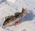 Catch on winter fishing