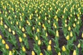 Beginning of florescence of yellow tulips in April