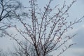 Beginning of florescence of Japanese cherry in March