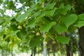 Beginning of florescence of linden tree in June