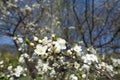 Beginning of florescence of plum in April