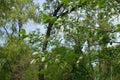 Beginning of florescence of Prunus virginiana in May Royalty Free Stock Photo
