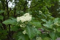 Beginning of florescence of Sorbus aria Royalty Free Stock Photo