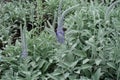 Beginning of florescence of Veronica incana