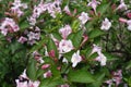 Beginning of florescence of Weigela florida in May