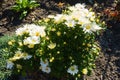 Beginning of florescence of white daisy-like Chrysanthemums in October