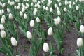 Beginning of florescence of white tulips