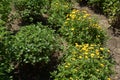 Beginning of florescence of yellow Chrysanthemums