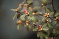 The beginning of flowering of pink rhododendron. Spring flowers.