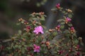 The beginning of flowering of pink rhododendron. Spring flowers.