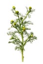 Beginning Of Flowering Wild Chamomile Used For Medical Purposes. Branch Isolated