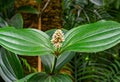 Medinilla magnifica as a close-up