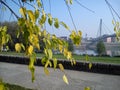 The beginning of the golden autumn. Birch branches with yellow leaves lean over the road. In the background is a river and a Royalty Free Stock Photo