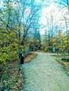 Beautiful fall trees of U.P. Michigan Royalty Free Stock Photo