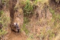 The beginning of a great migration of antelopes. Africa Royalty Free Stock Photo