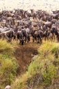 The beginning of a great migration of antelopes. Africa Royalty Free Stock Photo