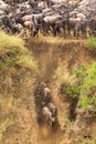 The beginning of a great migration. Herds of wildebeest on the Mara River. Kenya, Africa Royalty Free Stock Photo