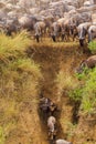 The beginning of a great migration. Masai Mara, Kenya, Africa Royalty Free Stock Photo