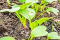 The beginning of the growth of red radish in the soil, close-up. Spring plants in the garden Royalty Free Stock Photo