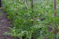 The beginning of the growth of tomatoes on the bushes