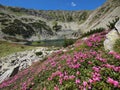 Rhododendron blooms in the Retezat mountains Royalty Free Stock Photo