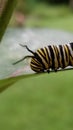 The beginning of metamorphosis. Caterpillar of the monarch butterfly on a milkweed plant in northern NY Royalty Free Stock Photo