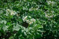 The beginning of potato blooming. The potato tops. Green leaves and white flowers. Potato Royalty Free Stock Photo