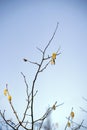 The beginning of spring, blooming earrings on trees on backdrop of the sky Royalty Free Stock Photo