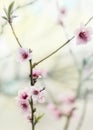 beginning of spring blooming peach buds on branch Royalty Free Stock Photo