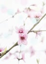 beginning of spring blooming peach buds on branch Royalty Free Stock Photo