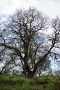 The Beginning of Spring in the English Forest or Park Royalty Free Stock Photo