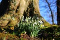 The beginning of spring. Germany