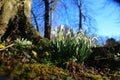 The beginning of spring. Germany