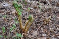 Beginning of spring growth of fern plant, South Bohemia Royalty Free Stock Photo