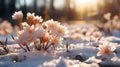 The beginning of Spring. New born Tulips in the nature, melting snow around spring flowers, blooming season, sun, spring colors. Royalty Free Stock Photo