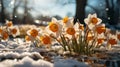 The beginning of Spring. New born Tulips in the nature, melting snow around spring flowers, blooming season, sun, spring colors. Royalty Free Stock Photo