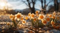 The beginning of Spring. New born Tulips in the nature, melting snow around spring flowers, blooming season, sun, spring colors. Royalty Free Stock Photo