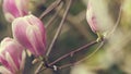 Beginning Of Spring. Pink Magnolia Flower Background. Blooming Pink Magnolia In Spring.