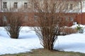 The beginning of spring, thawed patches in the snow under the trees, naked flowering bushes in the garden opposite the building Royalty Free Stock Photo